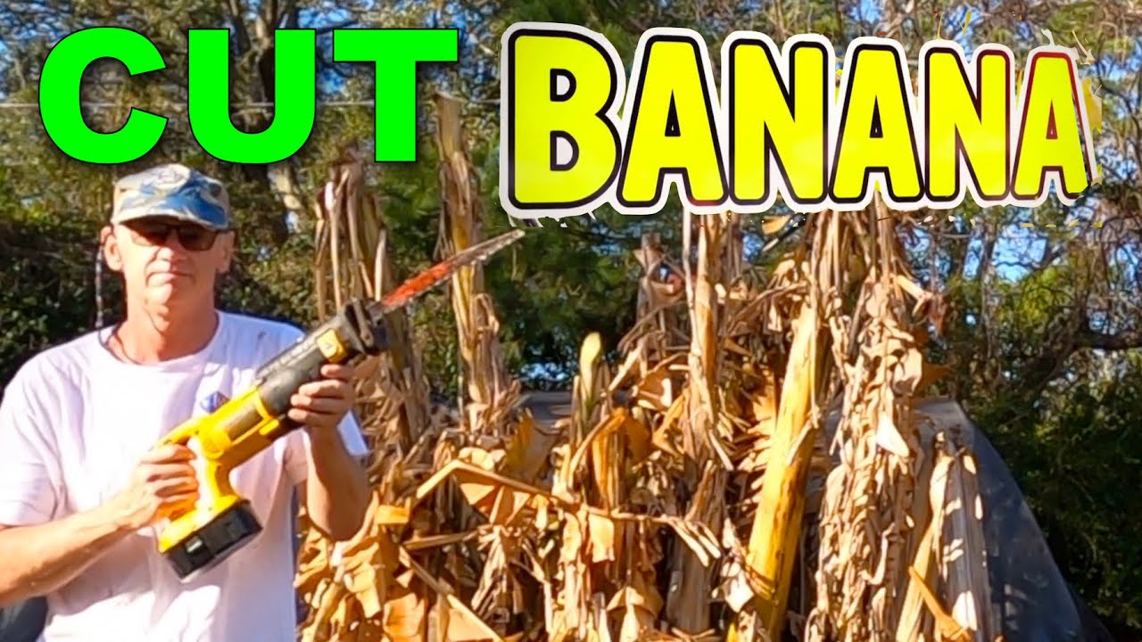 How I CUT Banana Plants after a DEEP FREEZE (Time Lapse)
