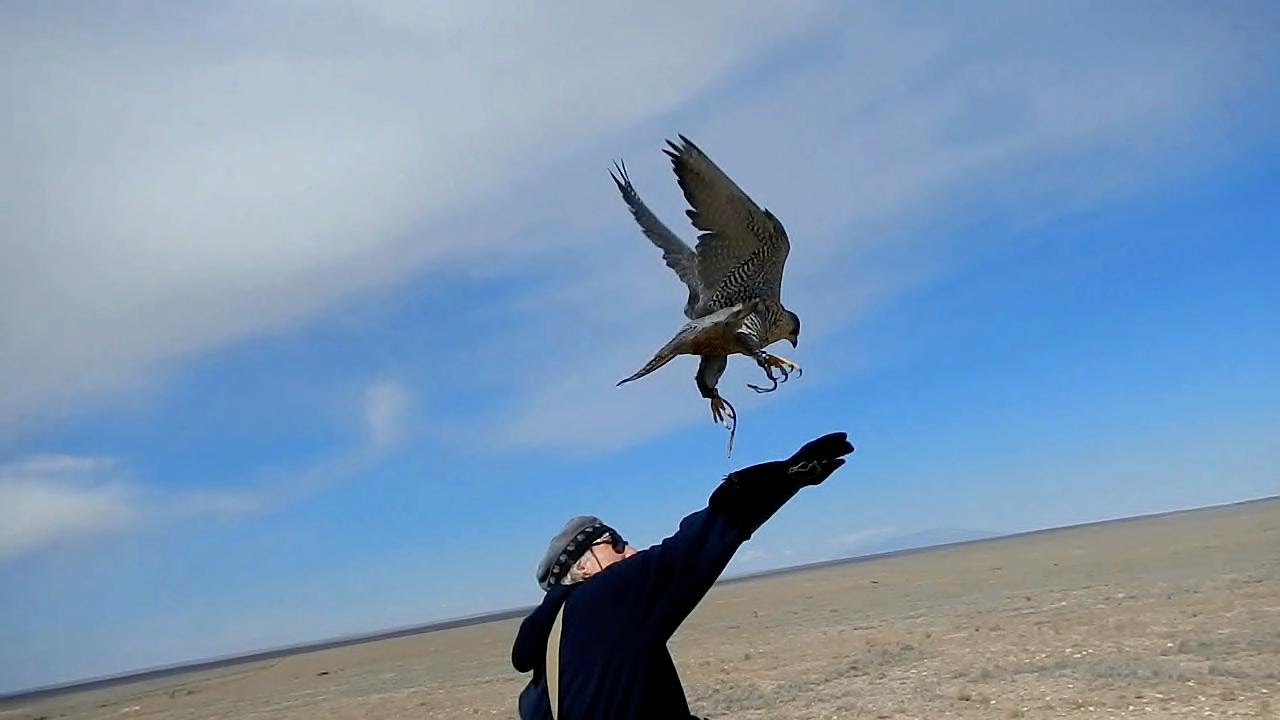 a falconer's life