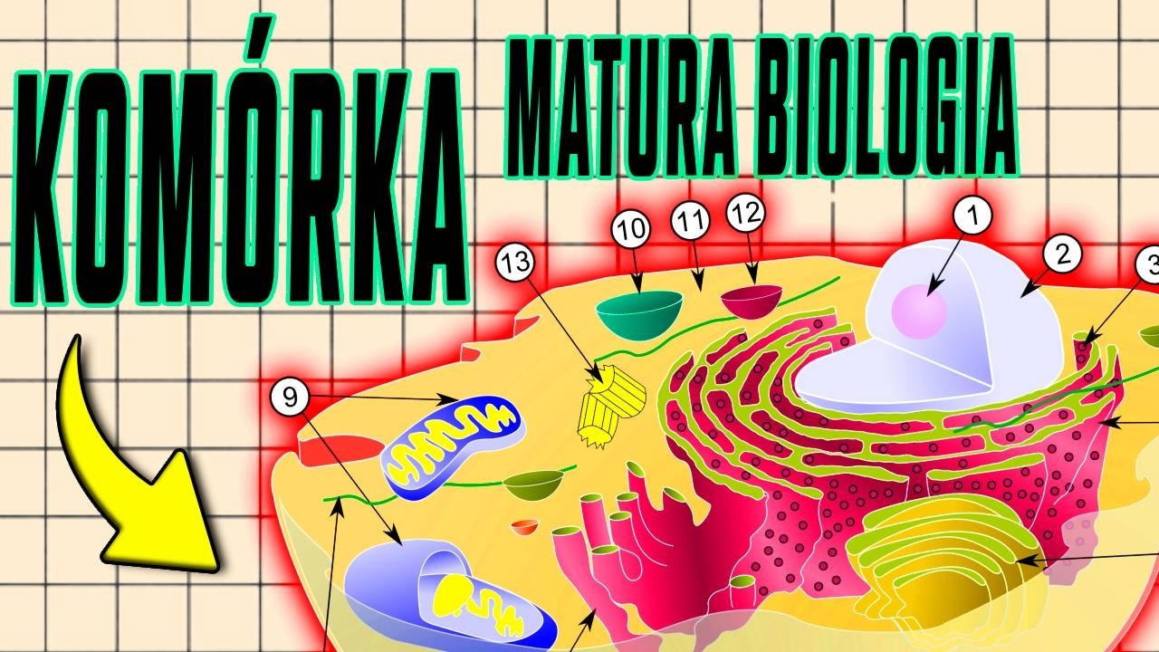 WYSZYSTKO co musisz wiedzieć o komórce MATURA BIOLOGIA