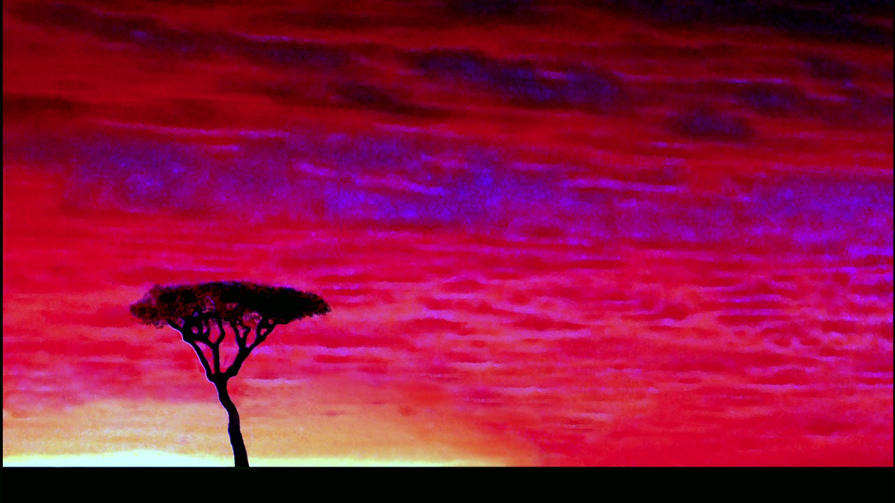 Ｗｅｅｚｅｒ　－　Ａｆｒｉｃａ