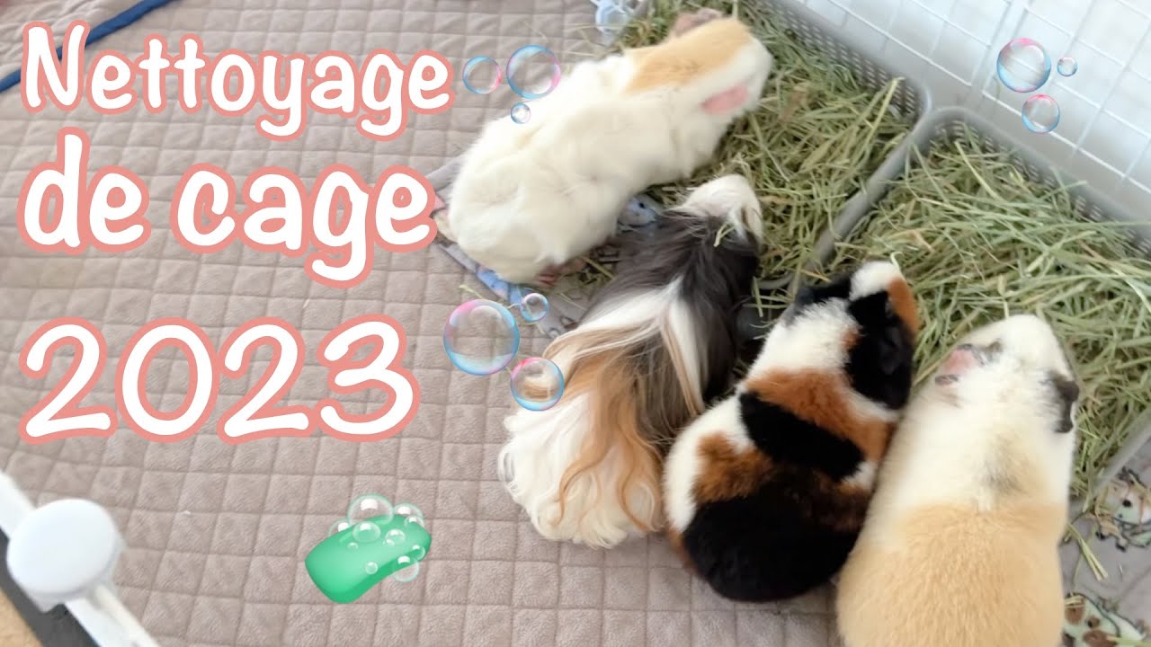 Nettoyage partiel de cage en soirée des cochons d'Inde!