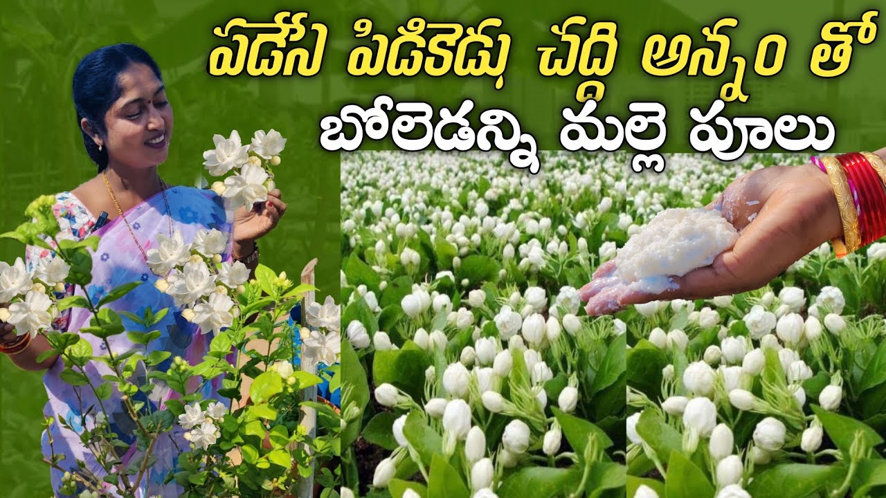 పిడికెడు అన్నం తో బోలెడన్ని పువ్వులు || ఇన్నాళ్లు ఈ విషయం తెలీక ఇబ్బంది పడ్డాము Mogra tips