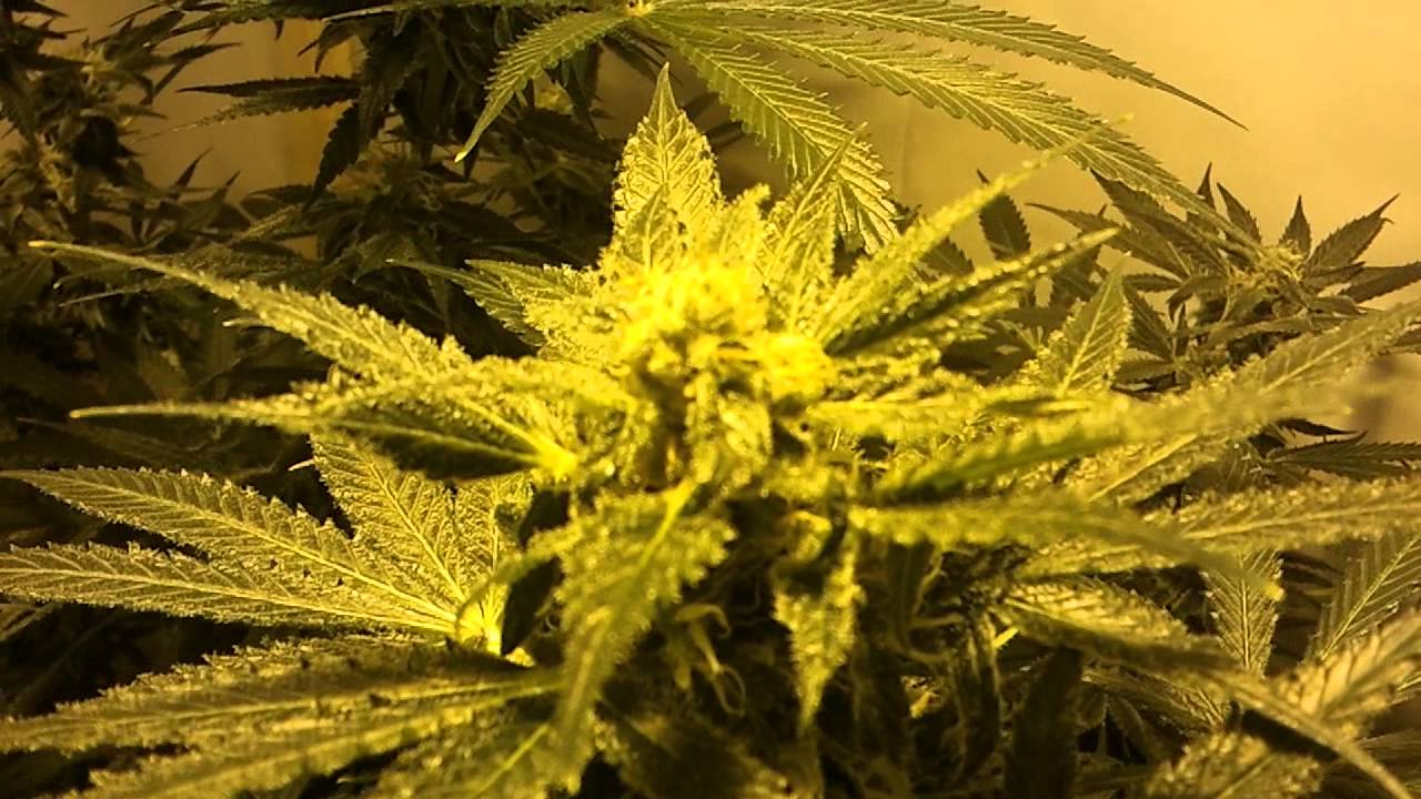 Chernobyl clone going into Flower....