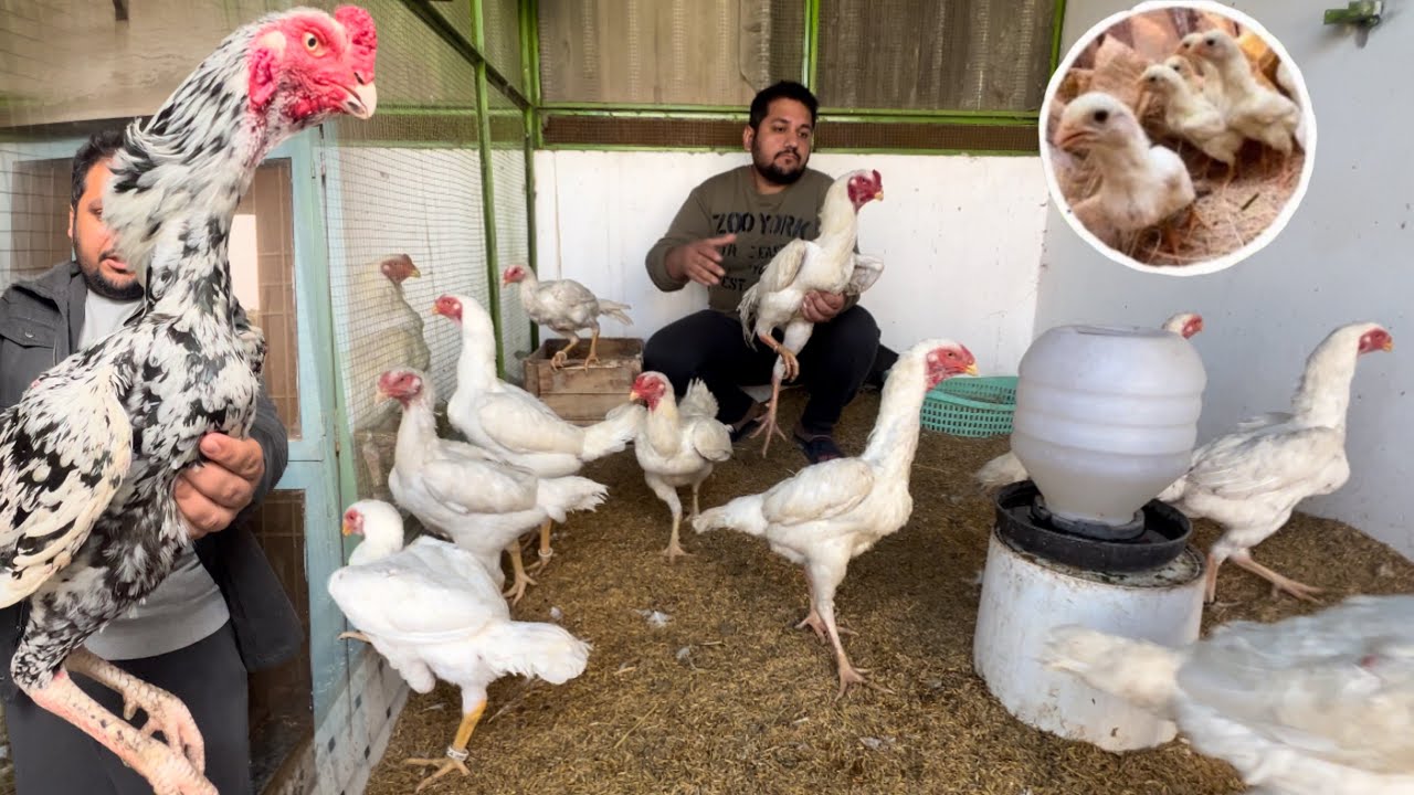 New Shamo lay Aya, Start Now White king Shamo Farming in Pakistan, Hen Hatching chicks At Home, Hsn