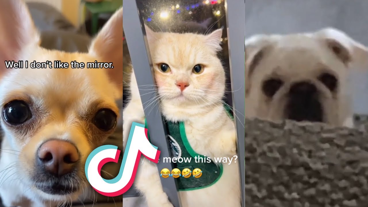 TikTok ANIMALS and PETS to MAKE YOU SMILE...