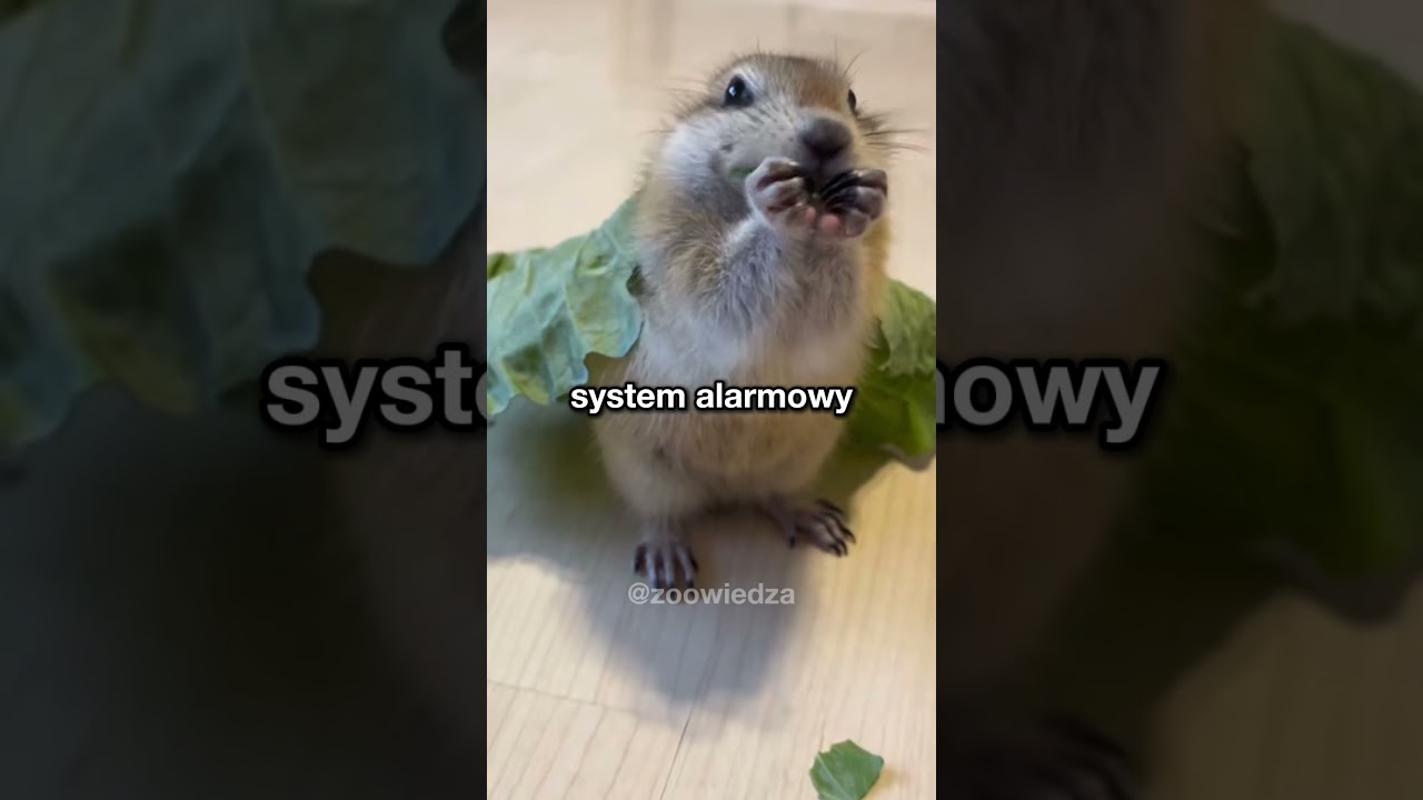 This animal has the best communication system