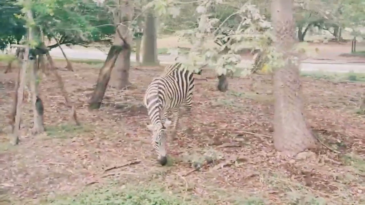 Thailand Jungle Safari