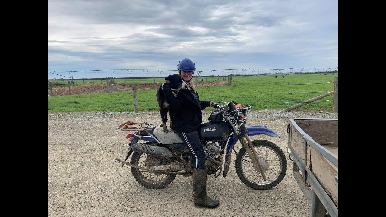 Dairy Farming in Canterbury, south island New Zealand. Backpacking New Zealand.