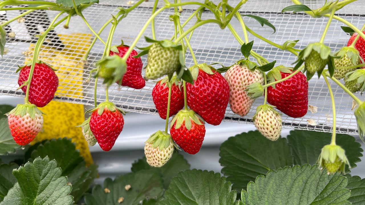 เข้าสวนสตอเบอรี่🍓🍓#ไลฟ์สด4#ไม่ผิดหวังบอกเลย