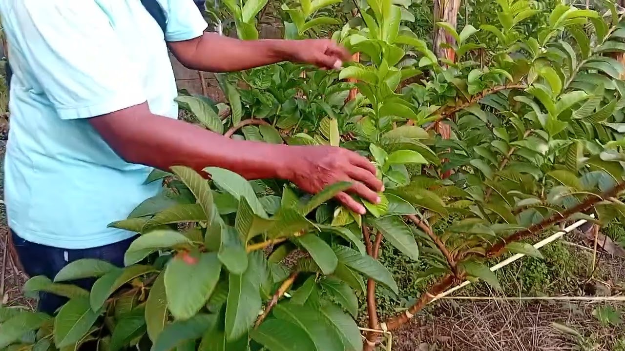 Modifikasi fenotif batang untuk memacu berbunga pada JAMBU KRISTAL MERAH