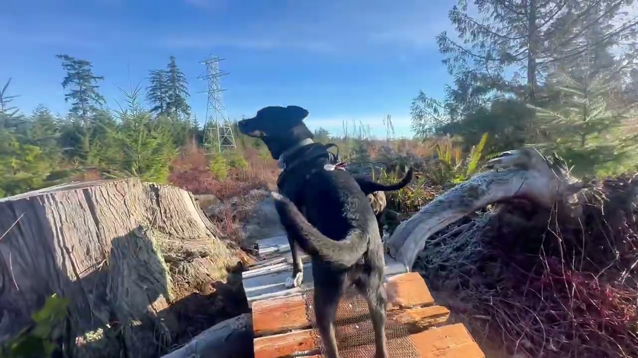A Quiet Walk with the Dogs | Paws on the Path