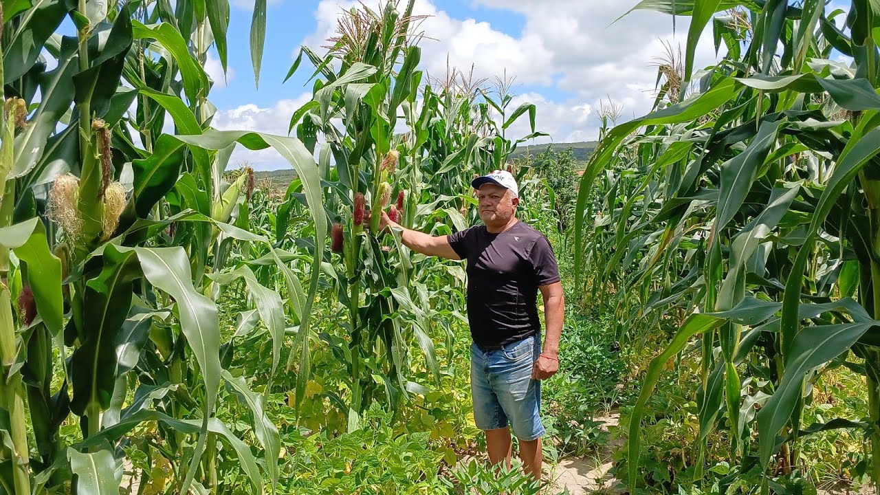 UM ÓTIMO SÍTIO A VENDA EM GUARÁCIABA DO NORTE, COM UMA GRANDE CASA E MUITAS PLANTAÇÃO, NO GUARANI.