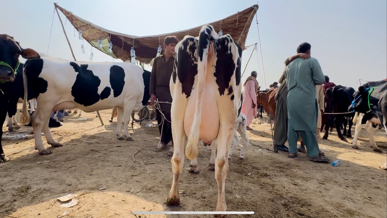 Pull qambar mandi today 4/11/25 