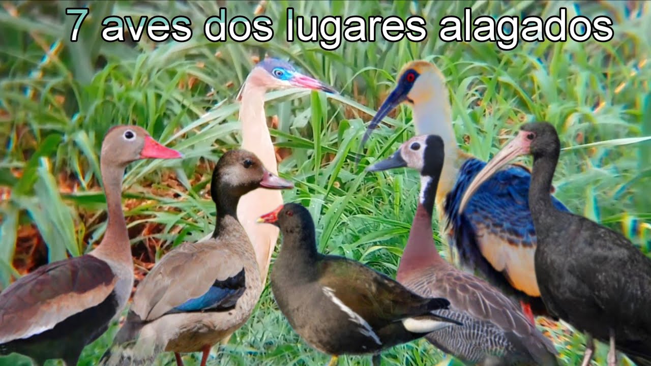 7 aves que habitam os alagados do interior #youtube #avesdobrasil