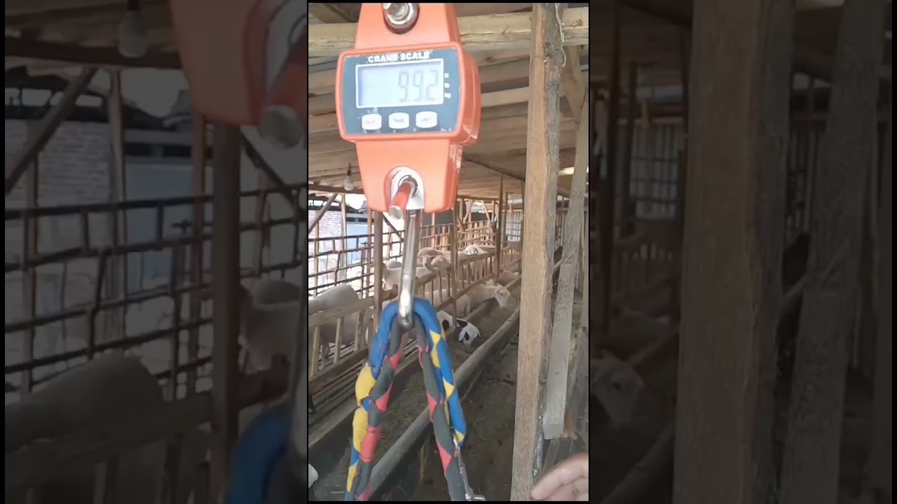 cempe awasi bobot 9.92 kg usia 1.5 bulan 