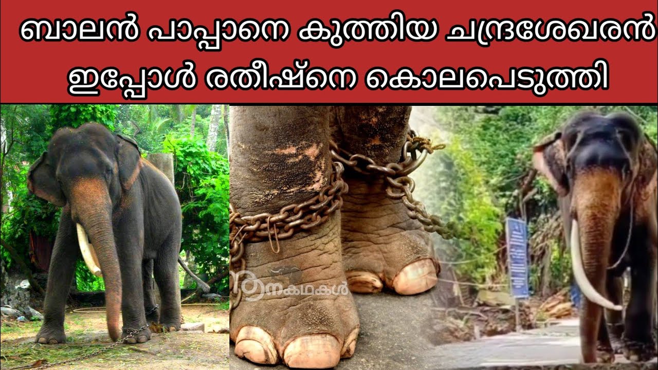 ബാലൻ പാപ്പാനെ കുത്തിയ ചന്ദ്രശേഖരൻ ഇപ്പോൾ രതീഷ്നെ കൊലപെടുത്തി | Guruvayoor chandrasekharan elephant