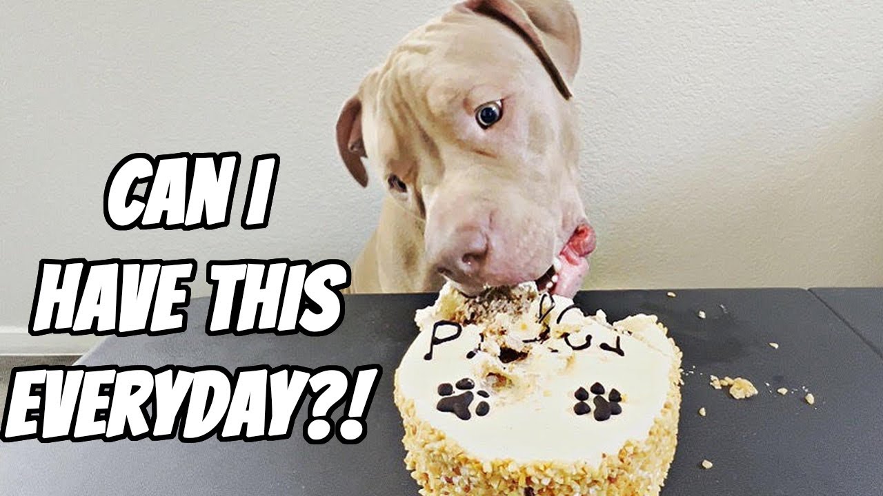 Pitbull Puppy Eats An Entire Cake For His Birthday!!