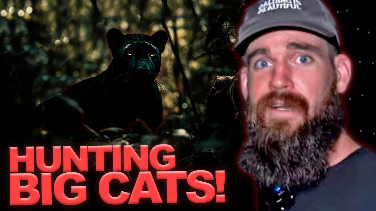 Hunting Big Cats in the Australian Outback
