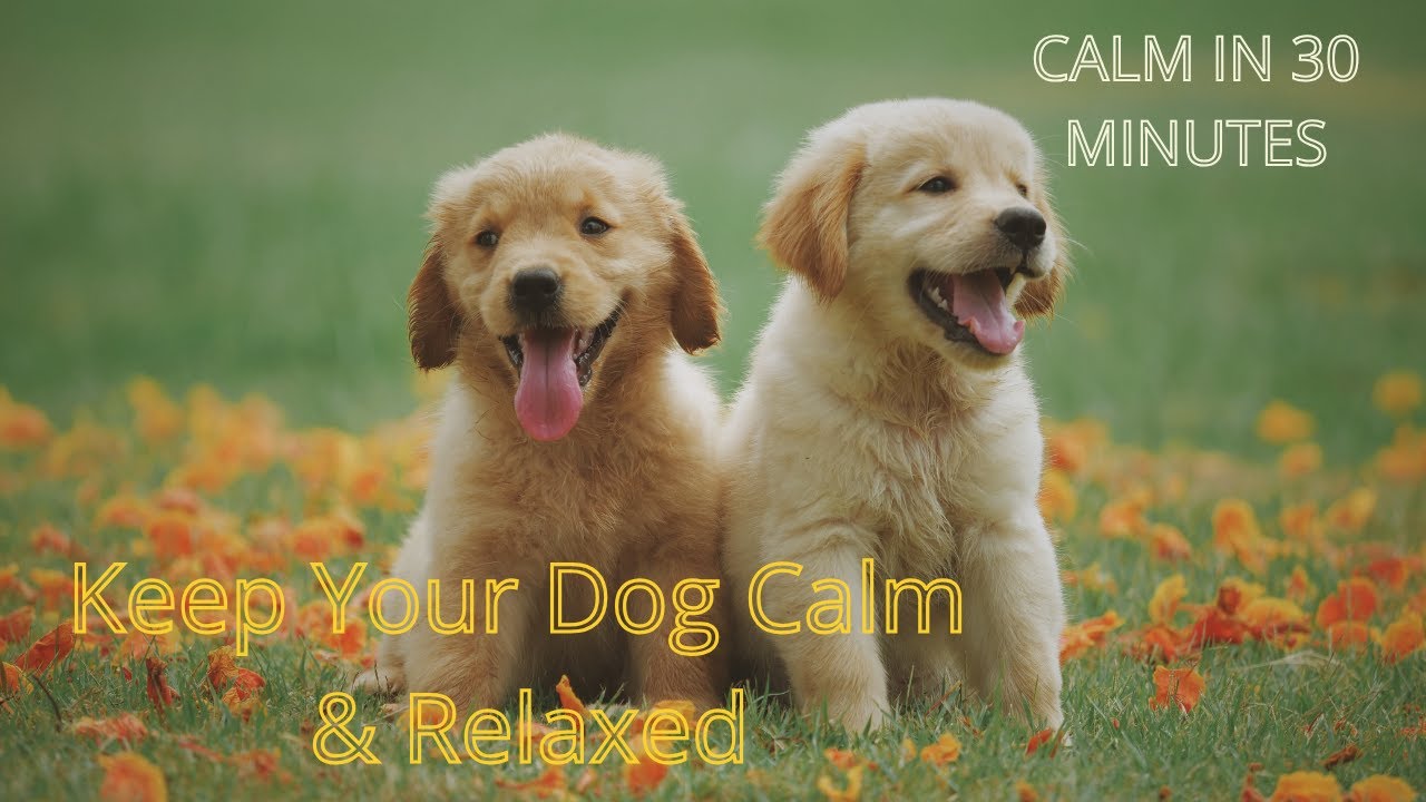 Calming Music for Dogs During Fireworks & Thunderstorms ⛈️ Anti Anxiety Music to Relax Scared Dogs
