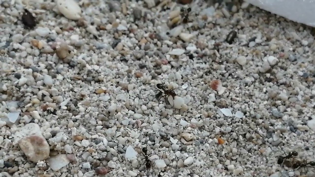 Ants on the beach, zoom in