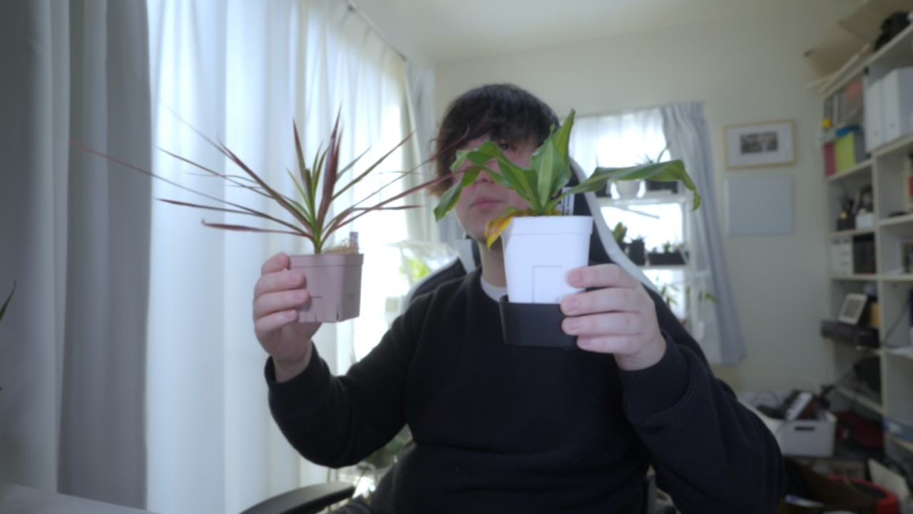 歩いていたらブロックライトの使い方を知りましたドラセナを早く大きくしたい #観葉植物 #ダイソー  #ドラセナ