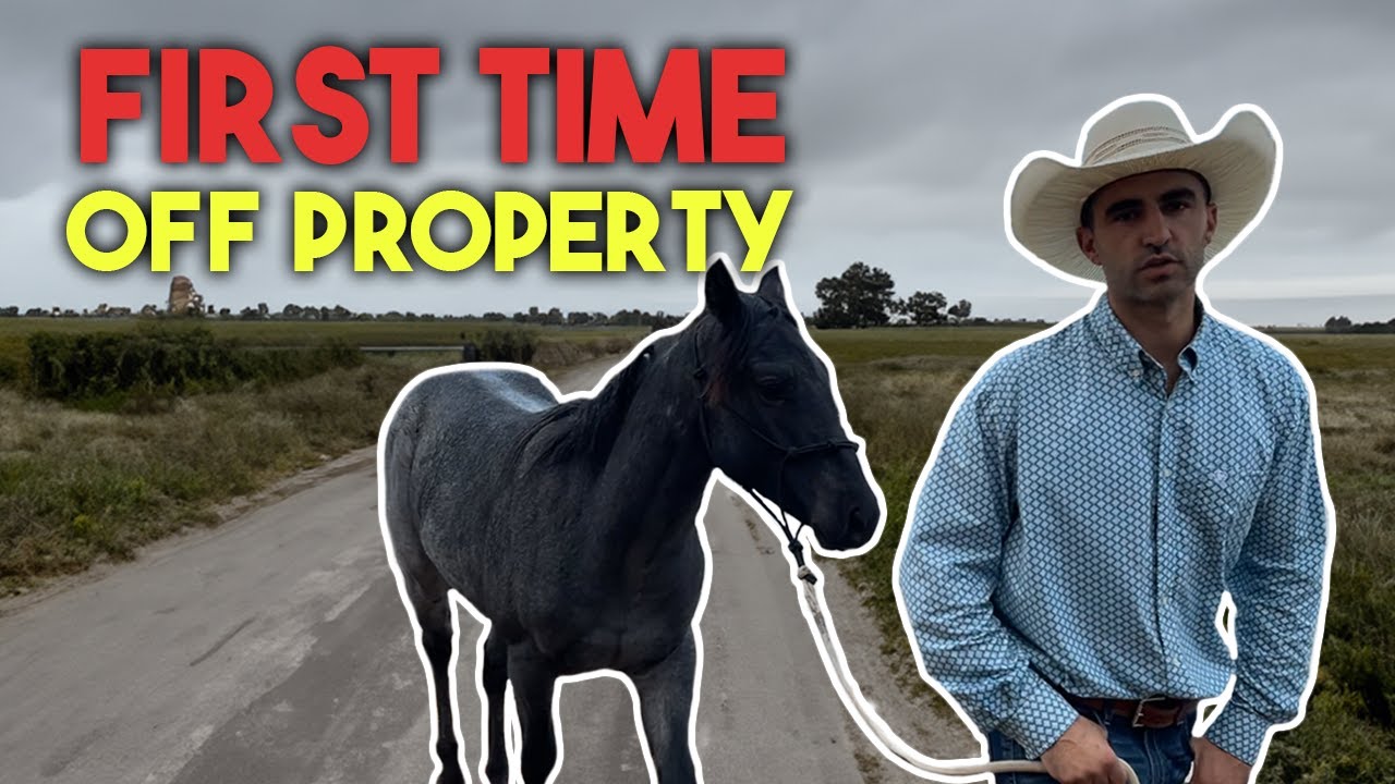 AVOID This Common Horse Training MISTAKE!