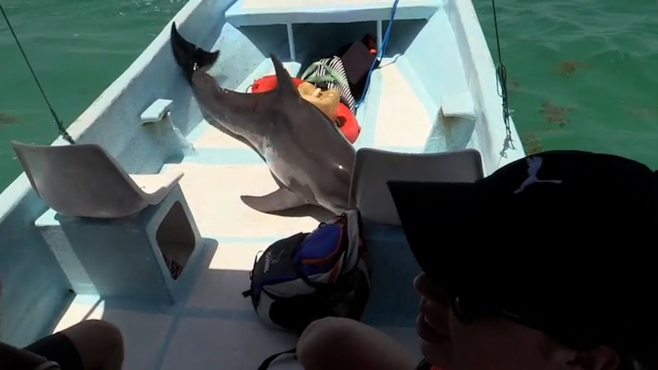 Un visiteur inattendu saute dans un bateau | Un dauphin a besoin d'aide pour retrouver sa famille