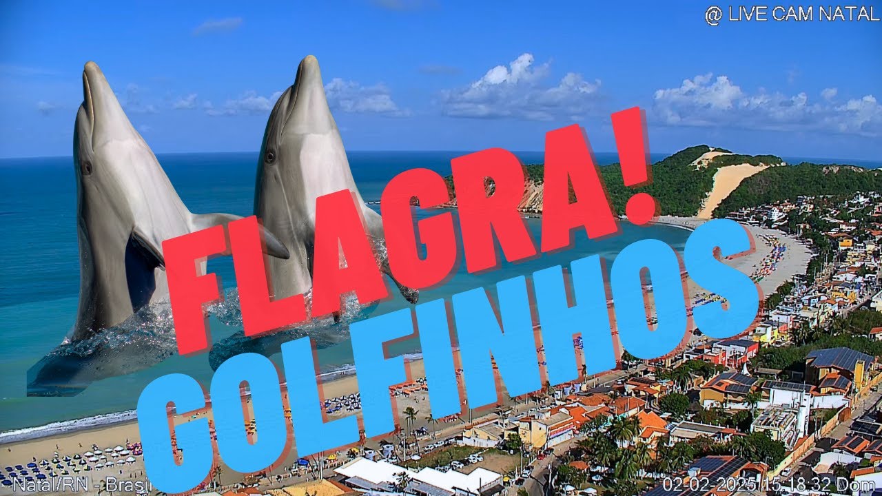 Flagra! Golfinhos na Praia de Ponta Negra em Natal-RN