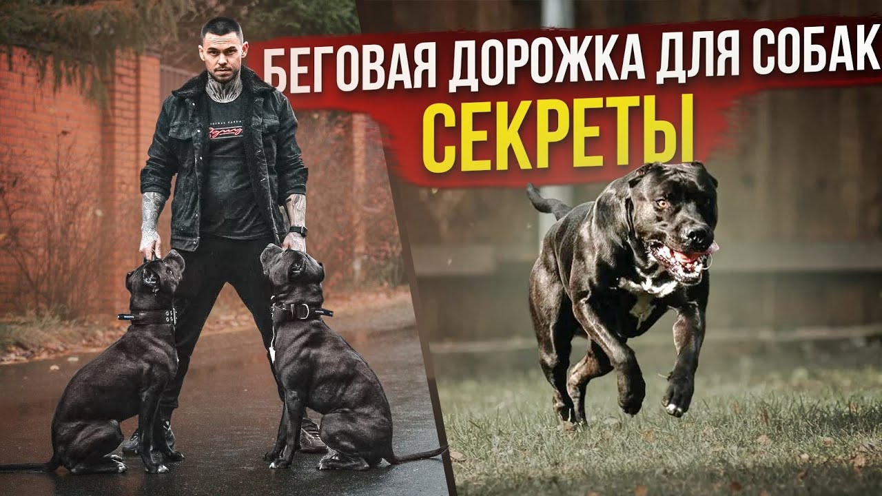 ПИТБУЛЬ ТРЕНИРОВКА  - ФИТНЕС ДЛЯ СОБАК