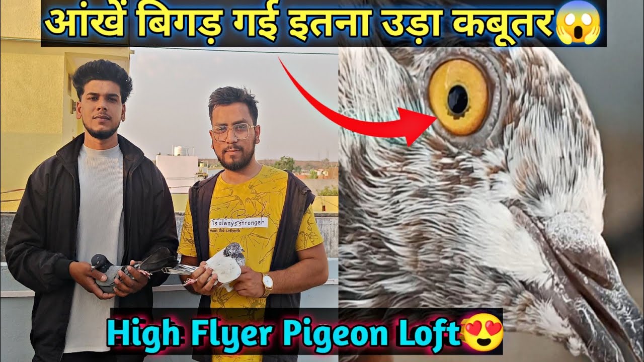 Aankh Bigad Gaye Itna Udke Aaya Kabootar😱 | High Flyer Pigeons | Aniruddha Alone
