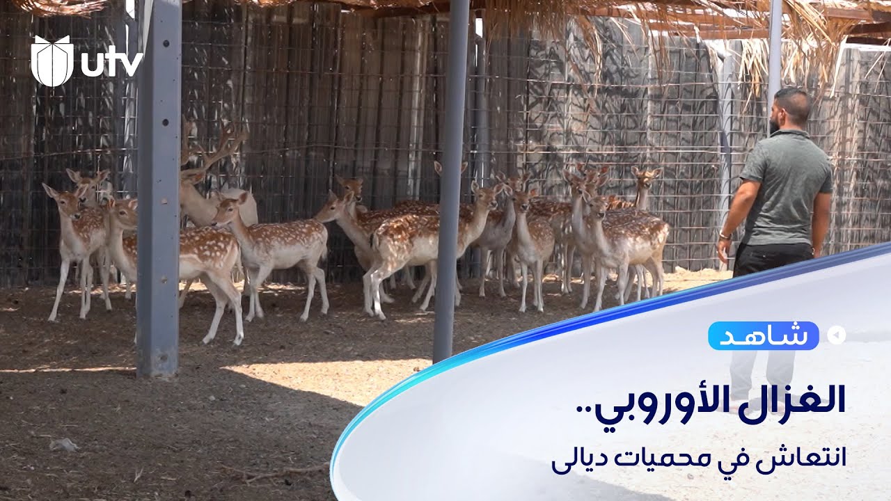 الغزال الأوروبي ينتعش في محميات ديالى.. والطلب يتراجع على الريم العراقي