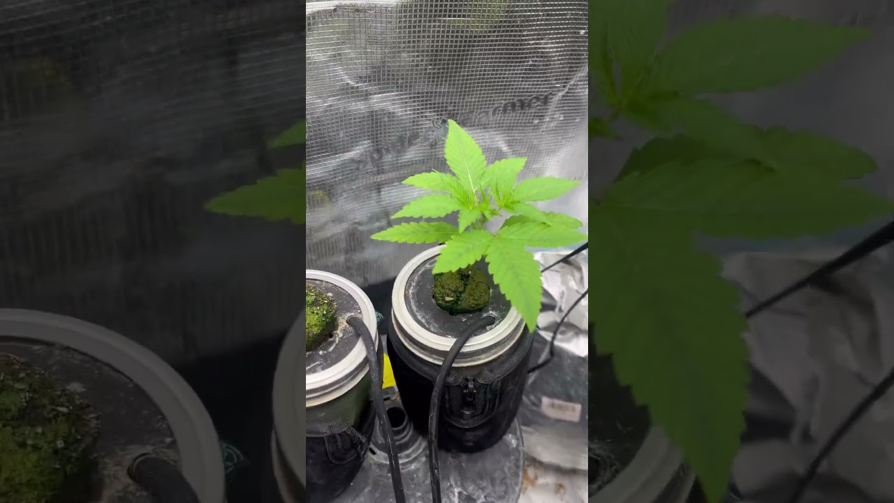 DWC Lucas formula