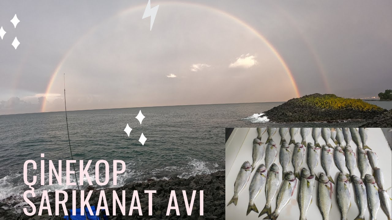 Çinekop , Sarıkanat Avı /Kıyıdan Yemli Çinekop Avı Nasıl Yapılır?