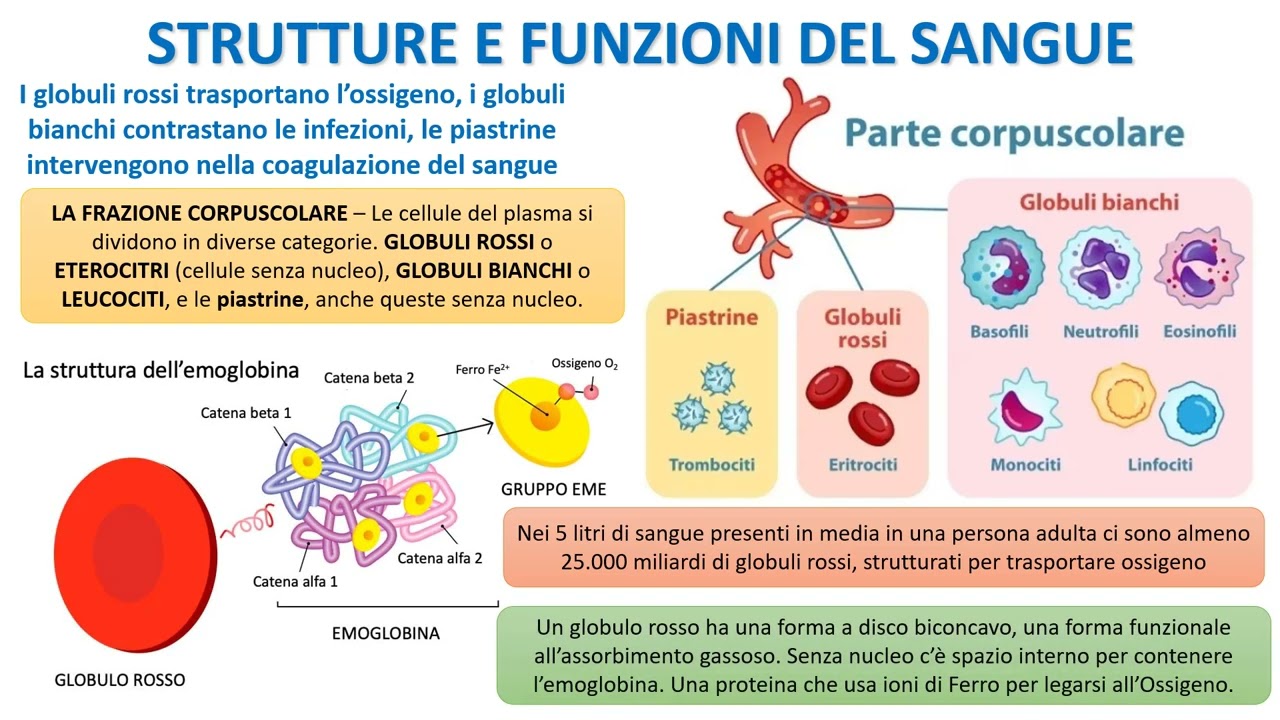 STRUTTURA E FUNZIONE DEL SANGUE