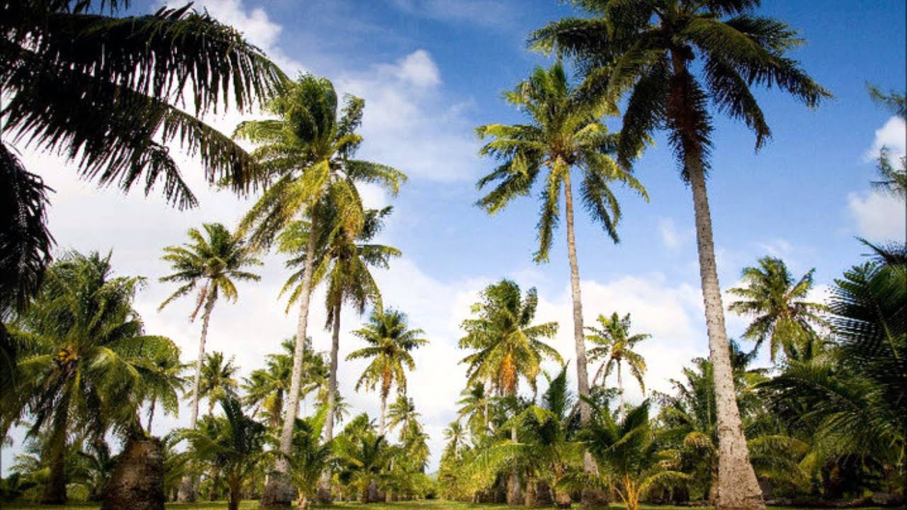 Chamorro - JJ Concepcion - Marianas Faluwei