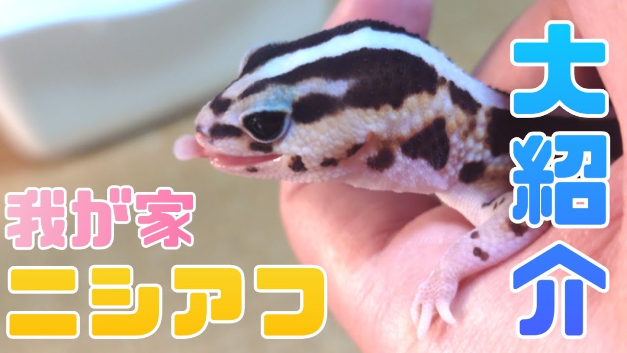 我が家のニシアフ大紹介！！とってもかわいいよー