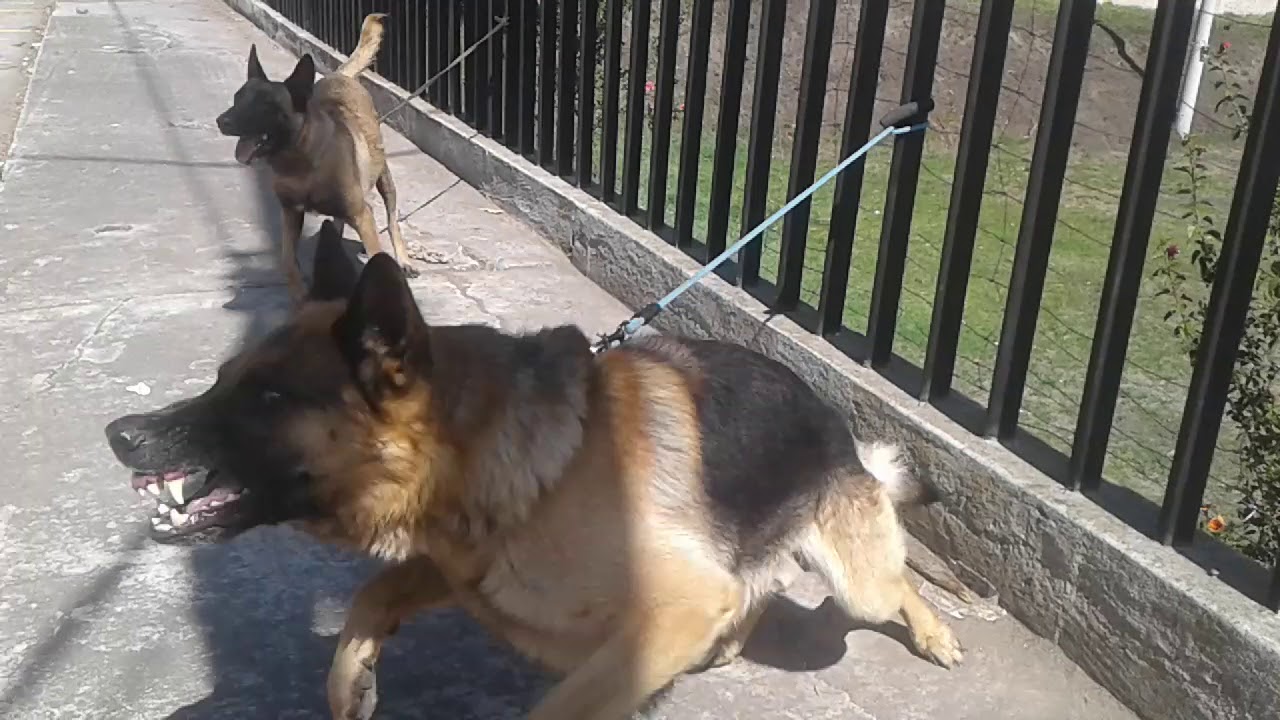 Ladrido disuasivo en perro pastor aleman