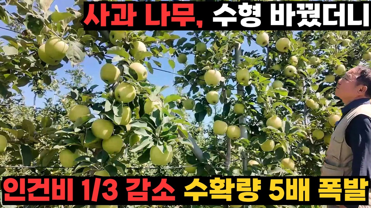 사과 수확량 5배 늘리는 '이 수형'의 정체