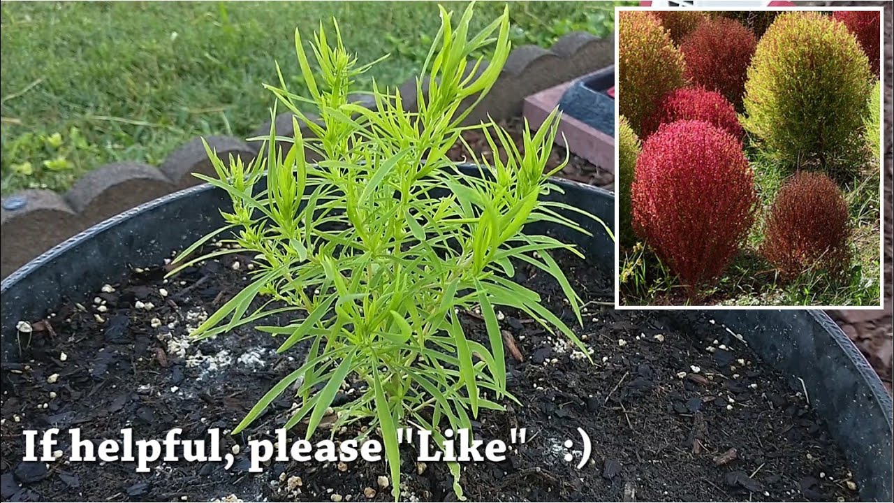 Kochia Scoparia Trichophylla – Горящая купина