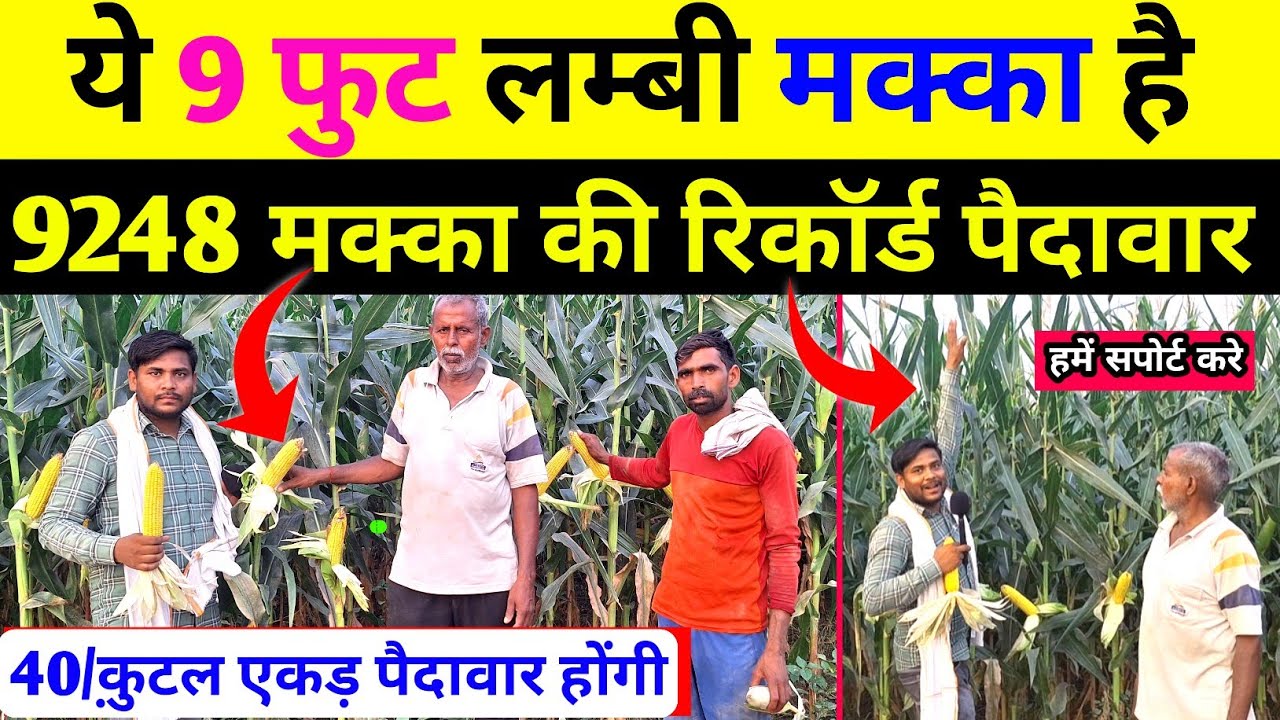 9 फुट लम्बाई वाली मक्का देखो 🌽 9248 मक्का की पैदावार कितनी है 🌽makka ki kheti kaise kre | bayar 9248