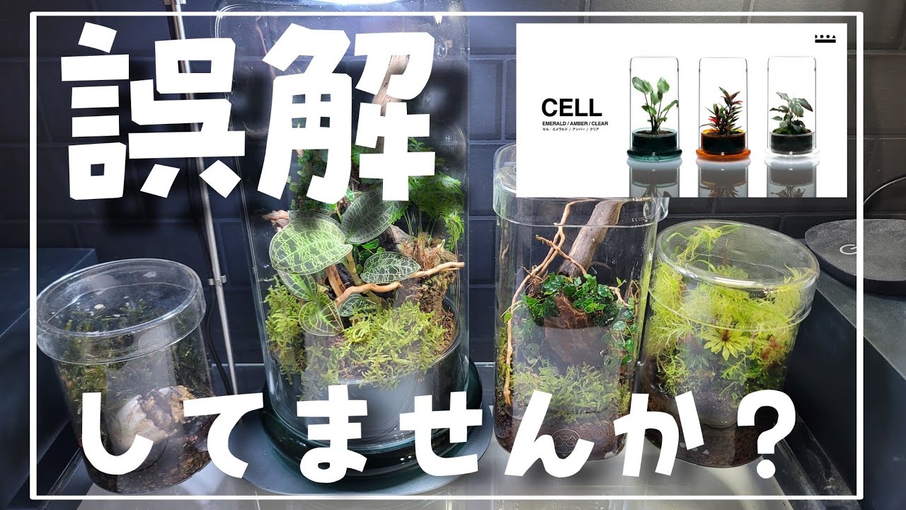 DOOAの新商品‼皆さん誤解してませんか⁉　aquarium　アクアリウム　熱帯植物　熱帯魚　水草　流木　メダカ