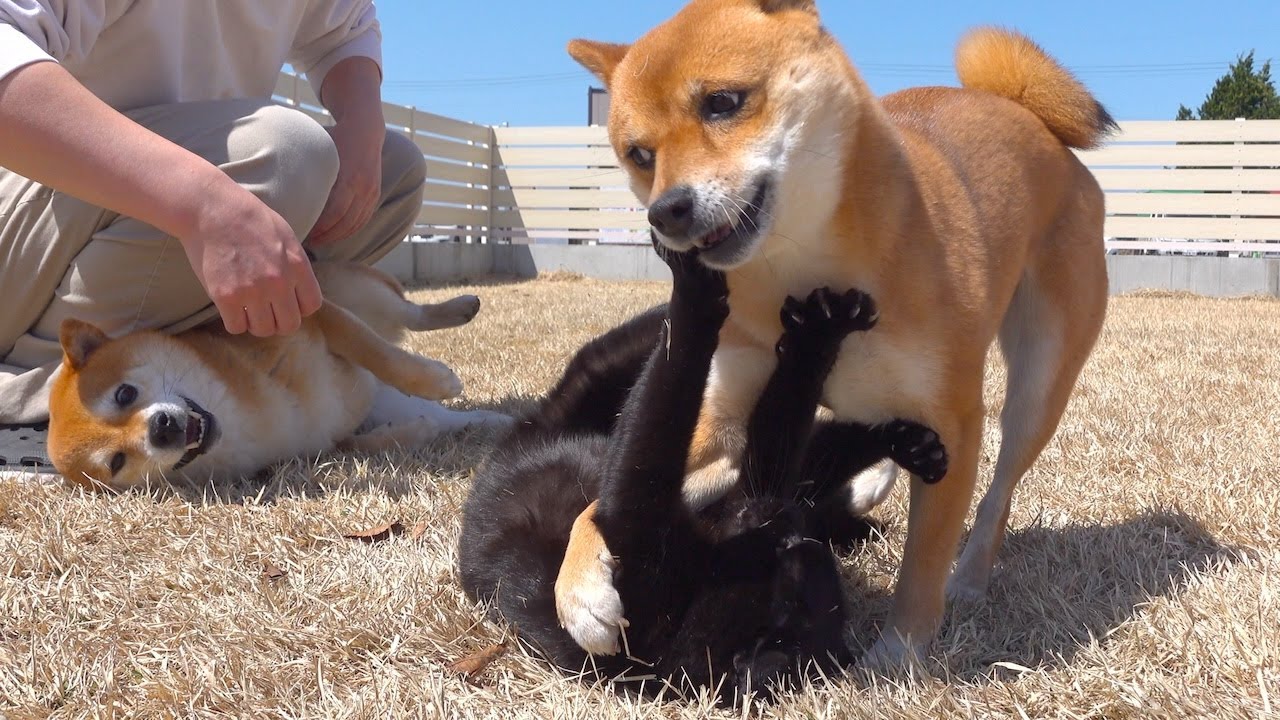 柴犬と黒猫が庭で大変なことになったので、急遽浴室へ連行しました。。