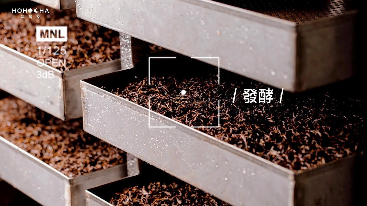 HOHOCHA喝喝茶【日月潭紅茶製茶過程介紹-發酵】