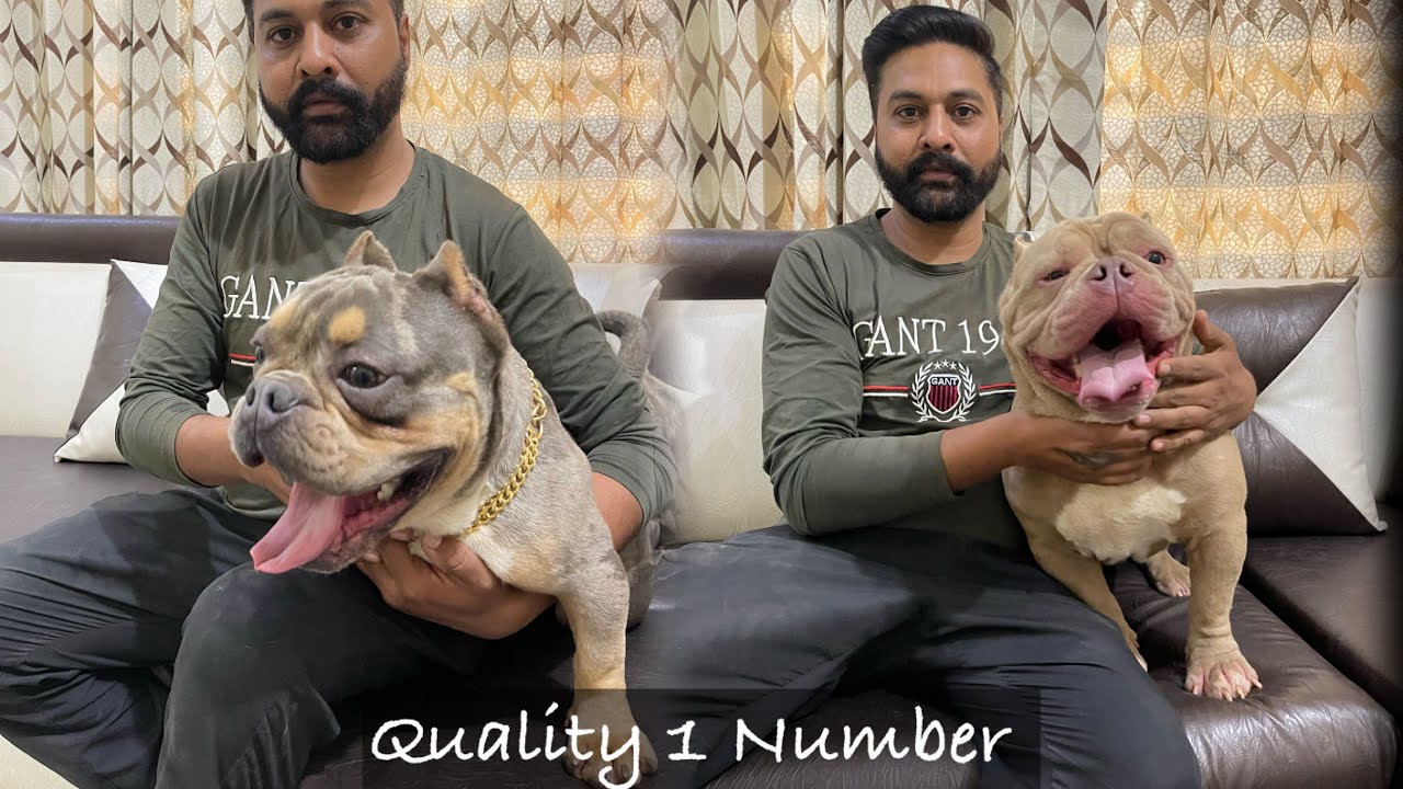 XXL फिर Micro और अब Nano American Bully 🔥🔥🔥 एक साथ 20 American Bully 🤣😱 | SCOOBERS