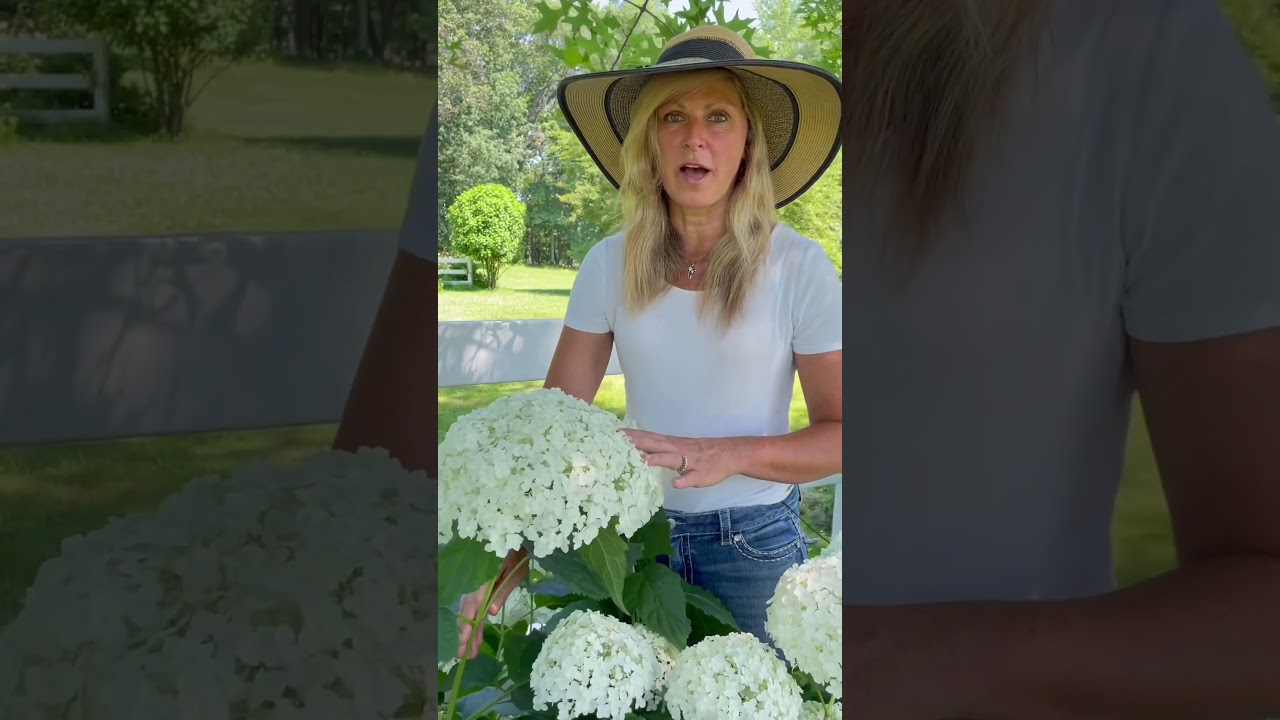 Hydrangea Tip | Kelly Lehman #kellylehman #hydrangeatip #hydtangeacare