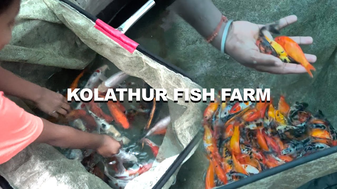வண்ண மீன்கள் பண்ணை | Kolathur Fist Market | Saavi