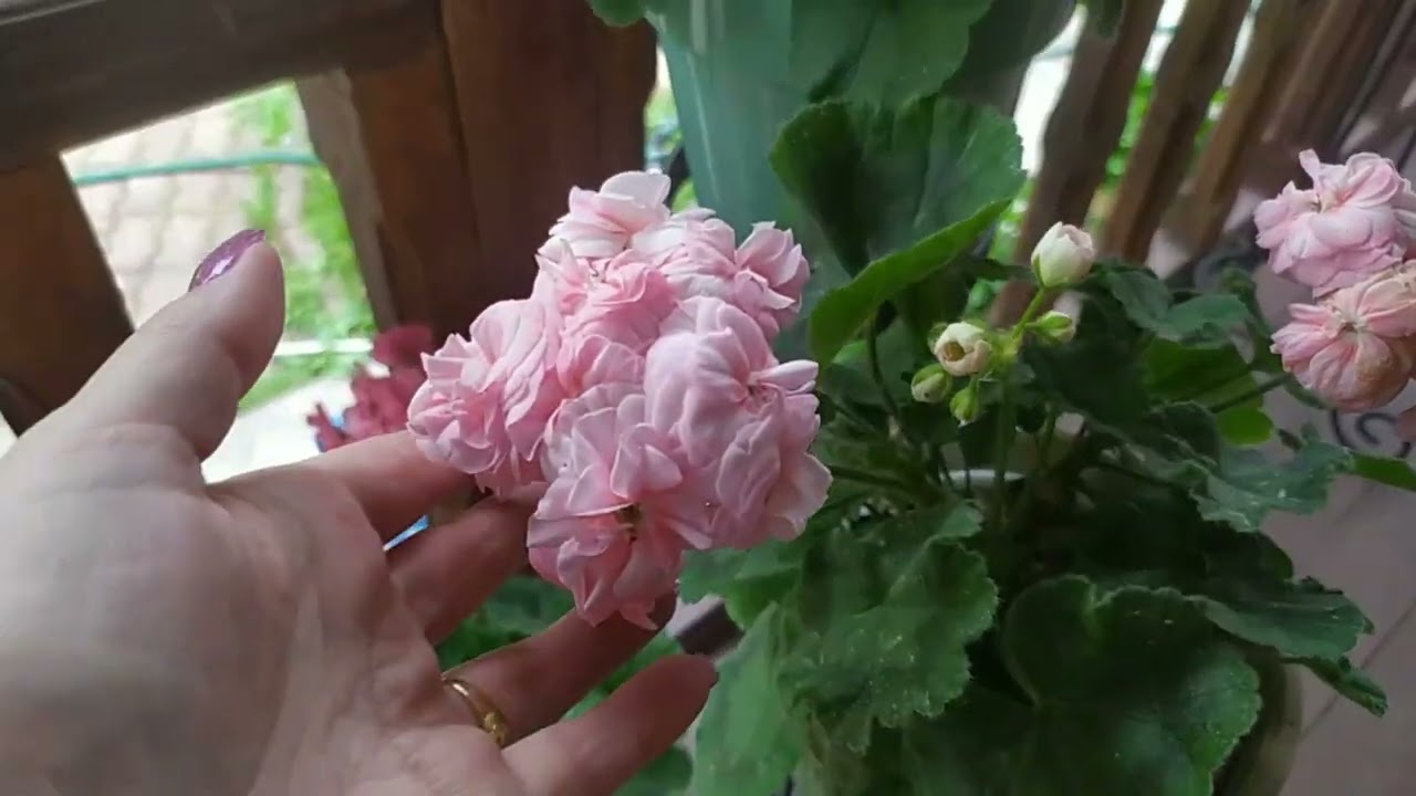 #27 Мои любимки пеларгонии.