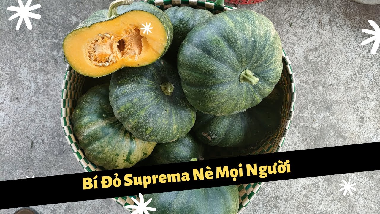 Đây Là Phẩm Chất Trái Của Giống Bí Đỏ Suprema (giống khá ổn)