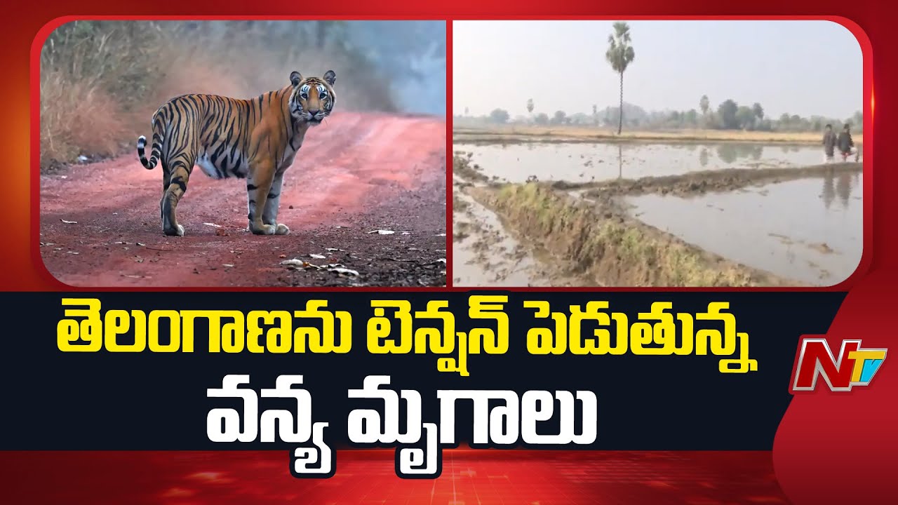 ఒకవైపు చిరుత.. మరోవైపు పెద్ద పులి..! Siddipet and Karimnagar జిల్లాల్లో టెన్షన్ | NTV Telugu