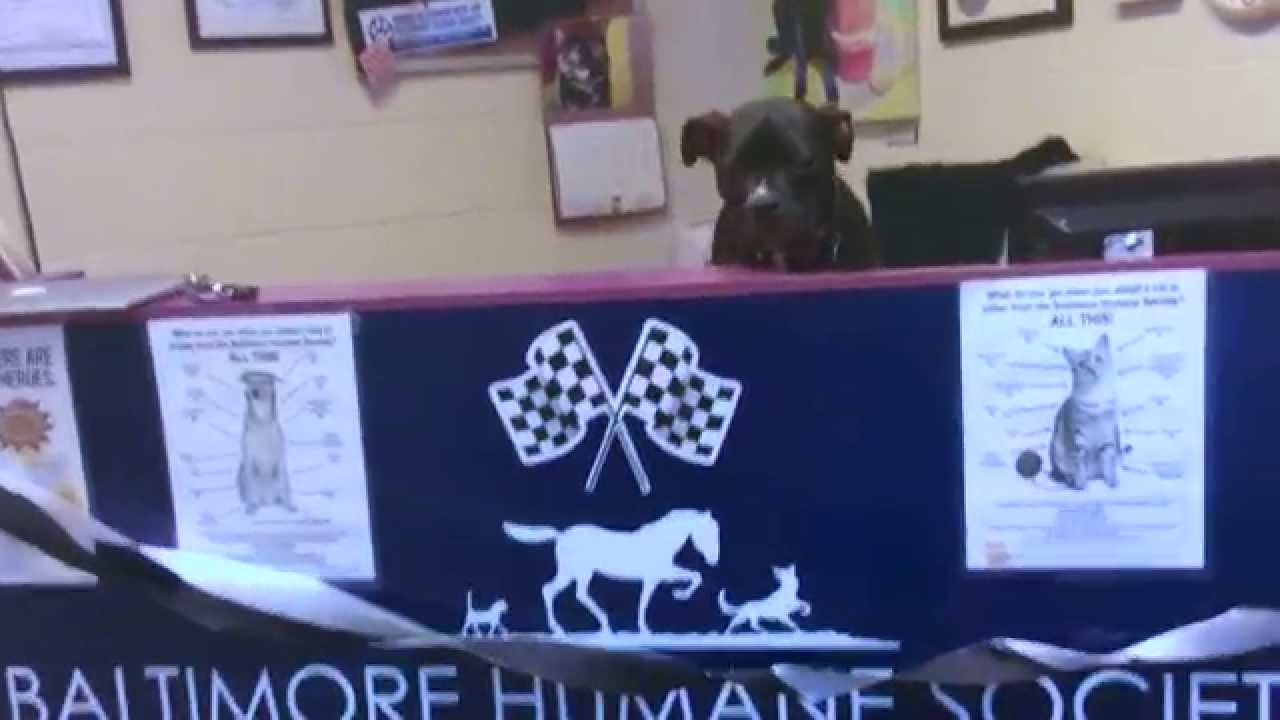 Who Loves You Baltimore Humane Society